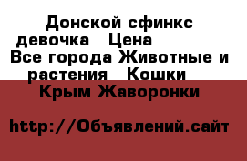 Донской сфинкс девочка › Цена ­ 15 000 - Все города Животные и растения » Кошки   . Крым,Жаворонки